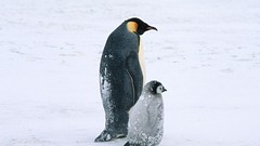 Nature snow Animals Birds Penguins Arctic baby birds