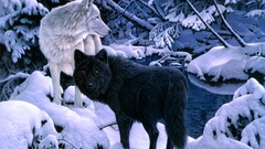 Nature snow Animals black white paintings Wolves