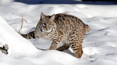 Nature snow Animals cats lynx