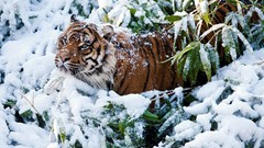 Nature snow Animals cats Tigers