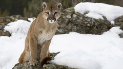 Nature snow Animals cold rocks wildlife cougars stare