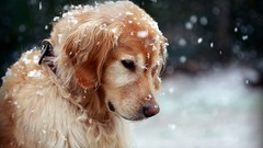 Nature snow Animals Dogs