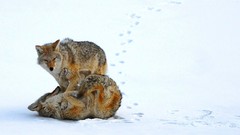 Nature snow Animals foxes