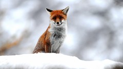 Nature snow Animals foxes blurred background