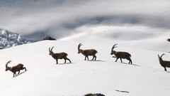 Nature snow Animals Goats
