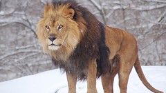 Nature snow Animals Lions