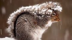 Nature snow Animals outdoors national geographic covering 