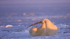 Nature snow Animals Polar Bears baby animals