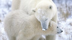 Nature snow Animals Polar Bears baby animals