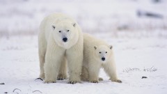 Nature snow Animals Polar Bears baby animals