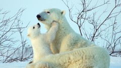Nature snow Animals Polar Bears baby animals