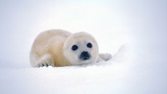 Nature snow Animals Seals backgrounds Antarctica baby animals