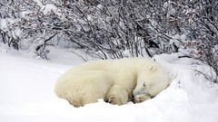 Nature snow Animals sleeping Polar Bears