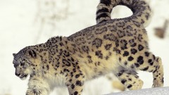 Nature snow Animals snow leopards