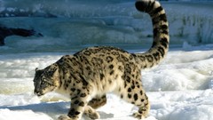 Nature snow Animals water patterns cold white Frozen Leopards