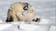 Nature snow Animals white Polar Bears lifestyle white bear