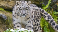 Nature snow Animals Wild Leopards rocks