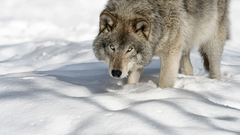 Nature snow Animals Wolves