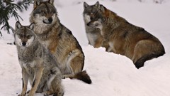 Nature snow Animals Wolves