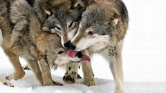 Nature snow Animals Wolves