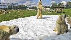 Nature snow Animals zoo national geographic Polar Bears The 