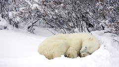 Nature snow baby animals