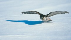Nature snow Birds Owls