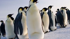 Nature snow Birds Penguins
