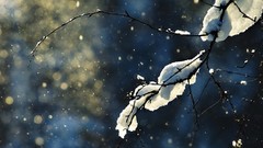 Nature snow blue branches bokeh