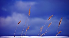 Nature snow blue wheat skyscapes