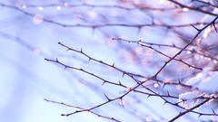 Nature snow branches bokeh thorns