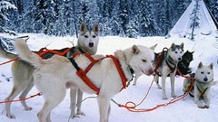 Nature snow Dogs husky