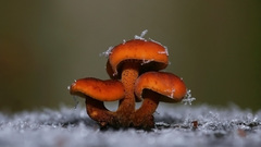 Nature snow drugs mushrooms