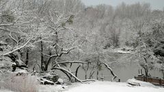Nature snow forest winter
