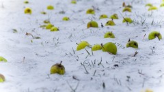 Nature snow fruits