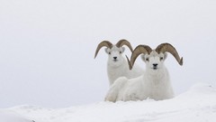 Nature snow Goats