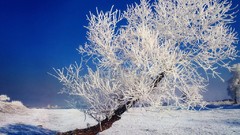 Nature snow landscapes