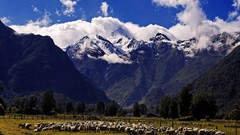 Nature snow Mountains sheep fields