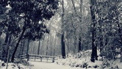 Nature snow paths forests