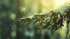 Nature snow pine trees