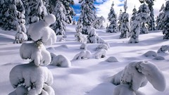 Nature snow pine trees