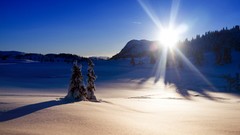 Nature snow pine trees blue skies