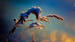 Nature snow Plants bokeh