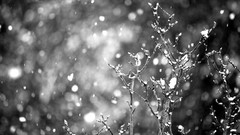 Nature snow Plants bokeh grayscale