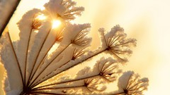 Nature snow Plants sunlight