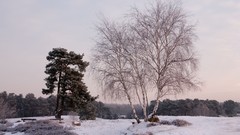 Nature snow snow landscapes