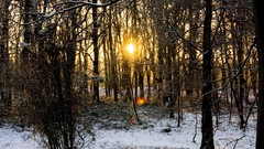Nature snow sun Trees