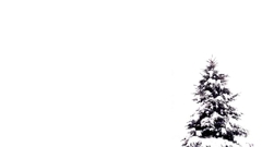 Nature snow tree Christmas