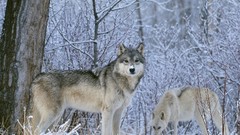 Nature snow Trees Animals