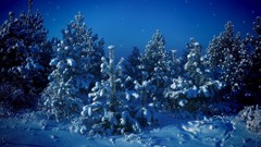 Nature snow Trees blue